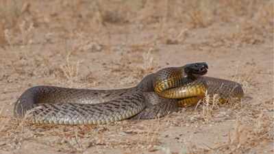 In 1972, scientists travelled into remote Queensland after receiving an unidentified snake head. What they found became one of Australia's most famous venomous snakes