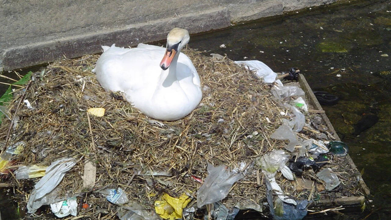 A Mute Swan built a nest using plastic garbage. Image credits: Wikimedia Commons swan building a nest