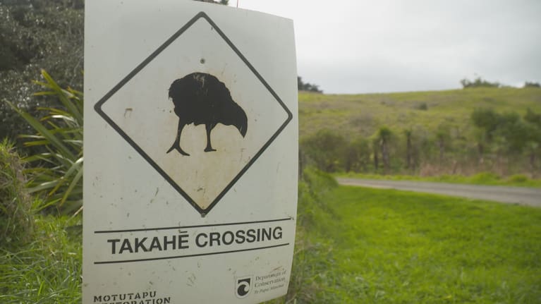 The bush regeneration at Tahi has seen a boom in native bird biodiversity.