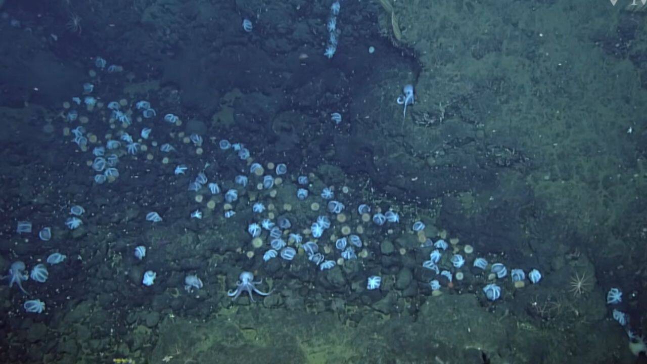The species was identified as Muusoctopus robustus, known to researchers as the pearl octopus. The Octopus Garden<br><br>