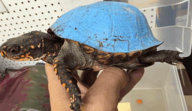 Shockingly blue turtle discovered in Kentucky backyard