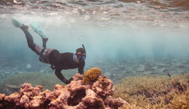 Corals are bleaching. The world's healthiest reefs could help : NPR