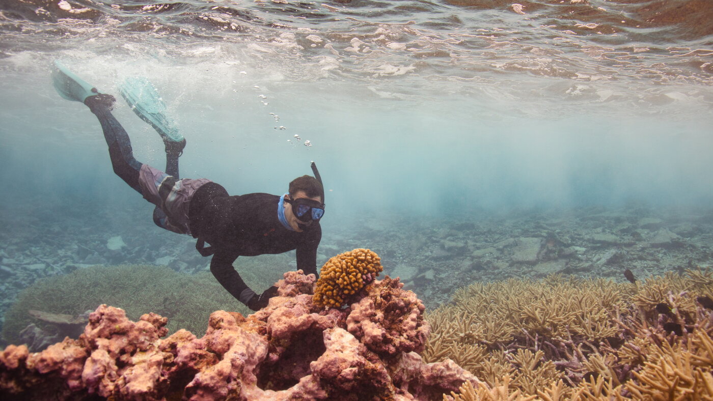 Corals are bleaching. The world's healthiest reefs could help : NPR