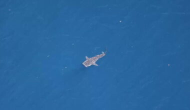 Rare whale shark spotted between Malibu and Santa Barbara Island