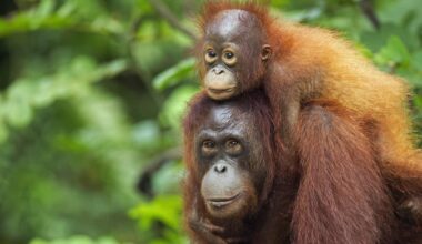 A Bornean Orangutan female carrying her young son on her back.