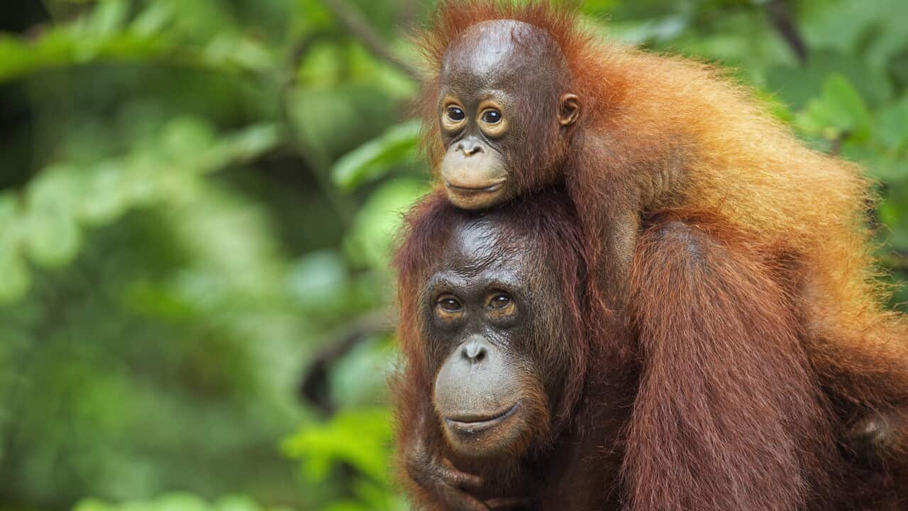 A Bornean Orangutan female carrying her young son on her back.