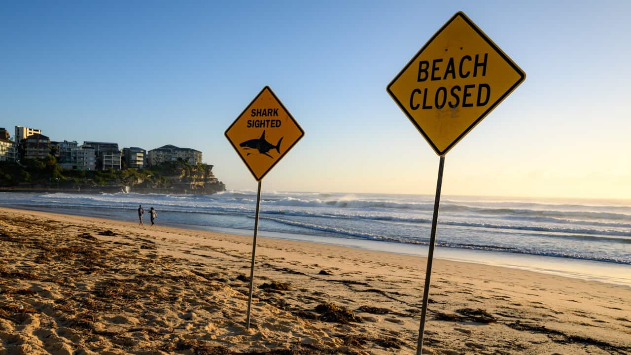A Sydney beach in the morning with two signs, one reading 'Shark sighting' and the other saying 'Beach closed'.