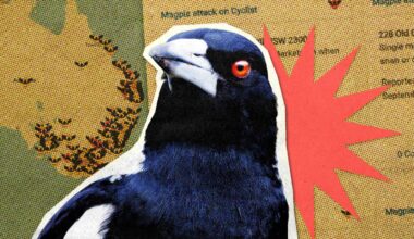 A cut-out image of a magpie close-up against a background showing the location of attacks in Australia in a grainy artistic style.