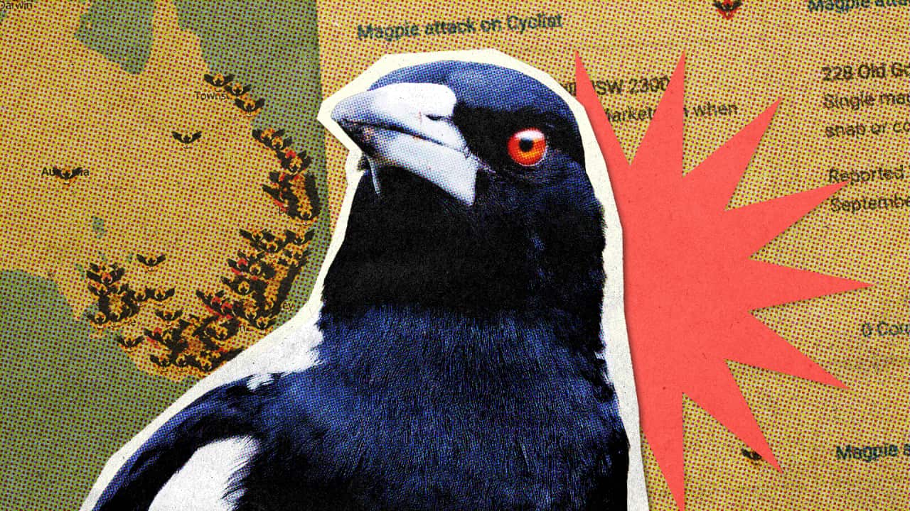 A cut-out image of a magpie close-up against a background showing the location of attacks in Australia in a grainy artistic style.