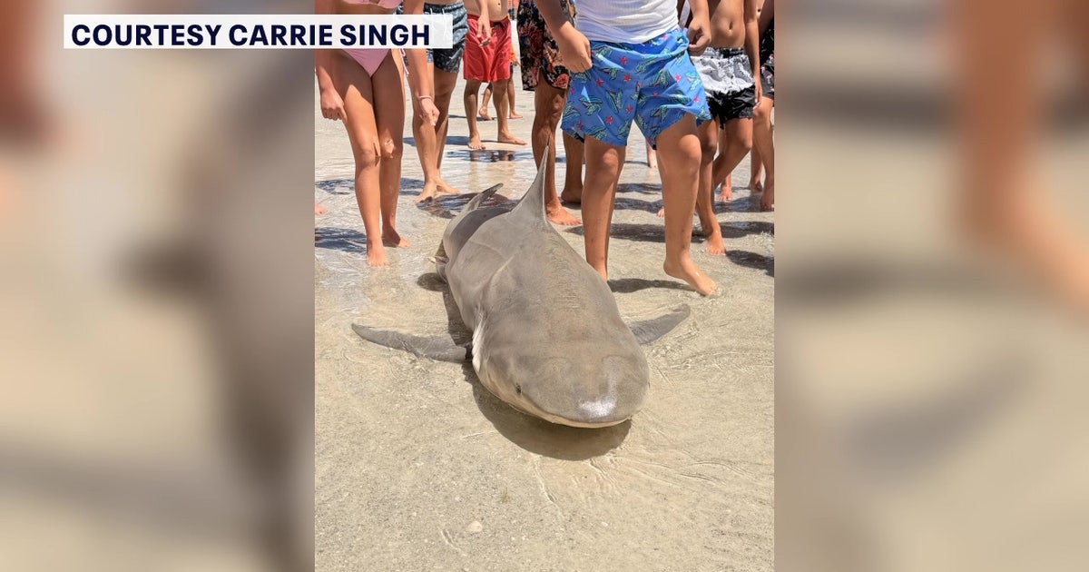 FWC announces no violations after sharks found cut up on Redington Bach