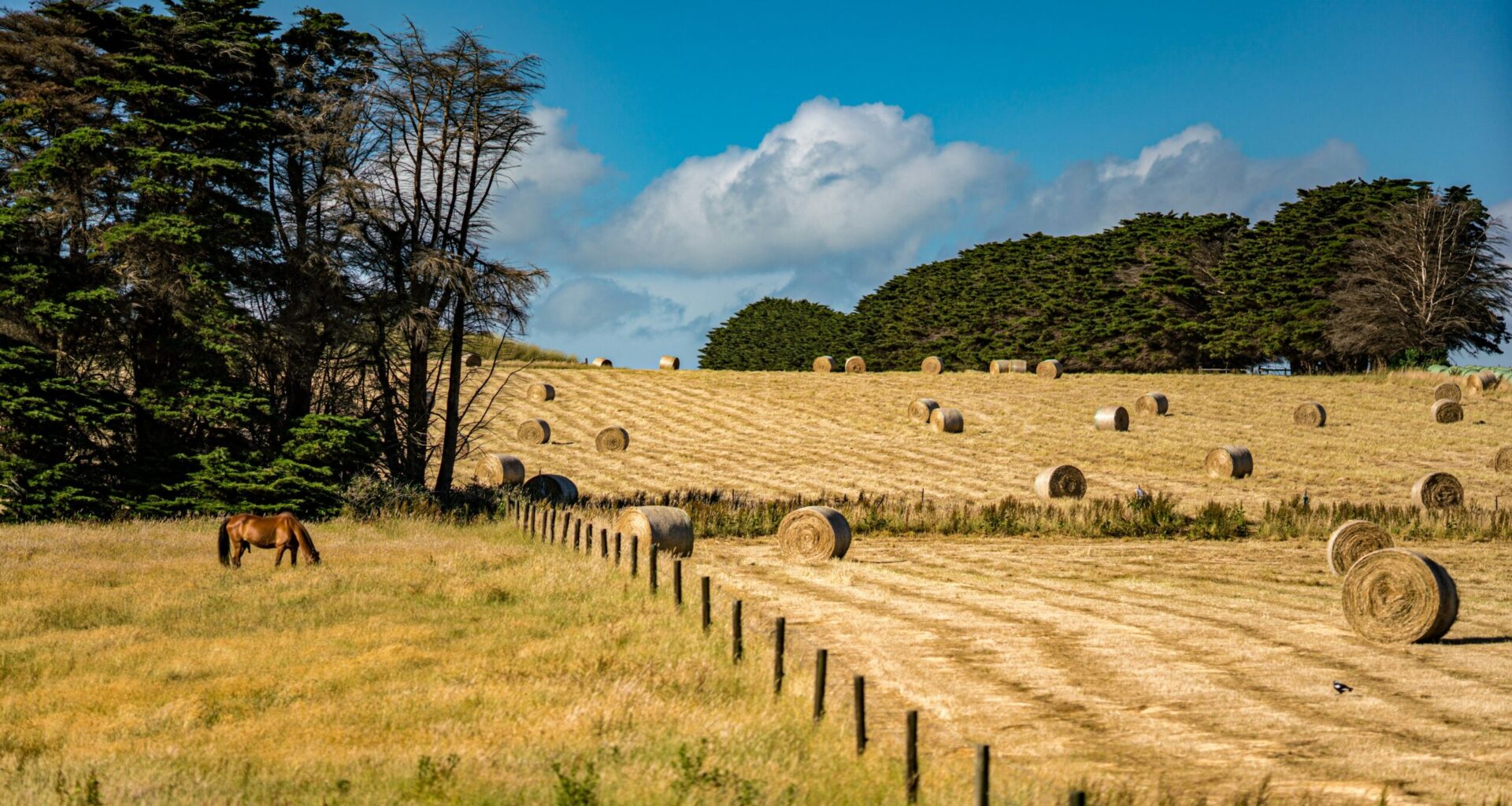 Many Australians can't afford to eat well, despite living in a food-producing country. This farm in Victoria was photographed by Wai Siew on Unsplash.