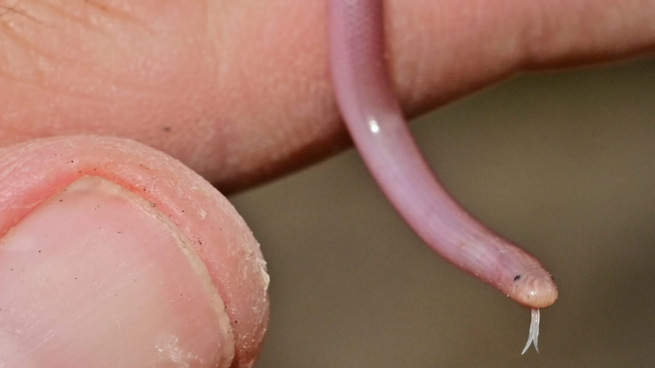 PC: Australian Geographic Why blind snakes are difficult to locate