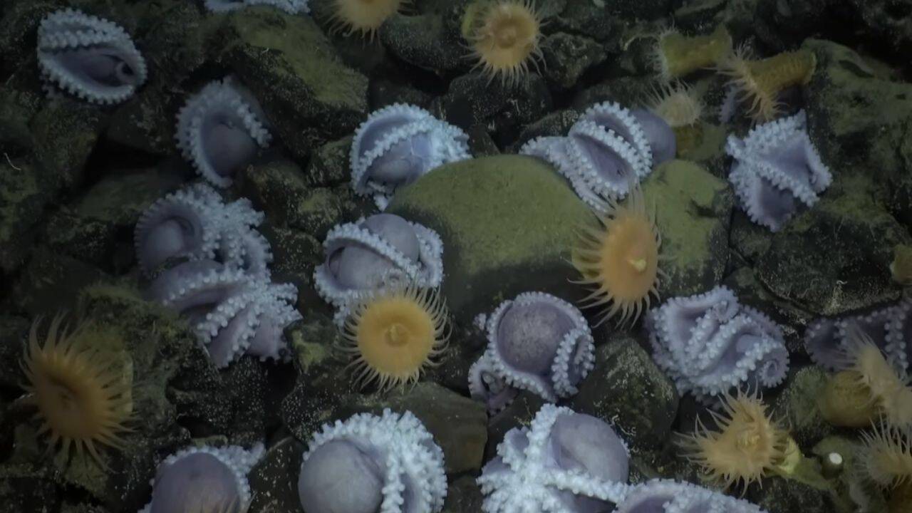 Females migrate to the Octopus Garden in search of warm locations where they can nest. Why this region?<br><br>