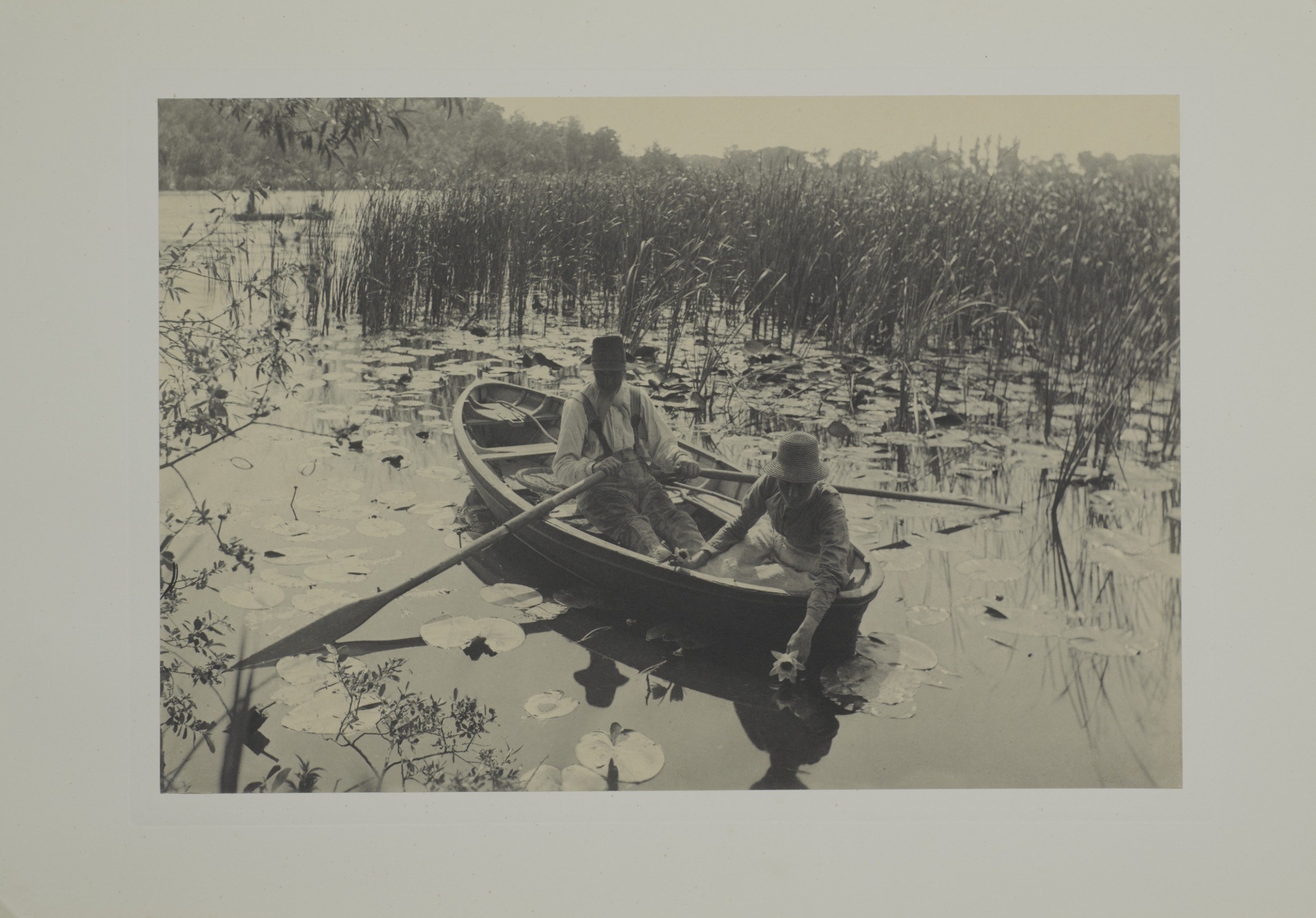 Two figures in a rowing boat gather water lilies from among tall reeds, one rowing while the other reaches into the water for a bloom.
