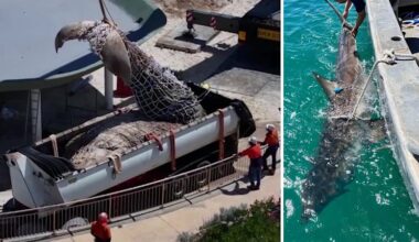 City Beach whale carcass: Opposition calls for review of Western Australia’s shark mitigation strategy