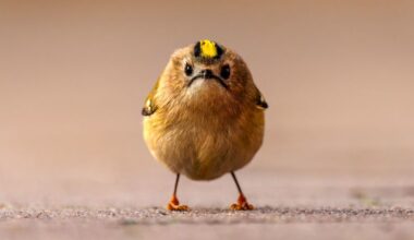 Hilarious animal photos from this year’s Comedy Wildlife Awards