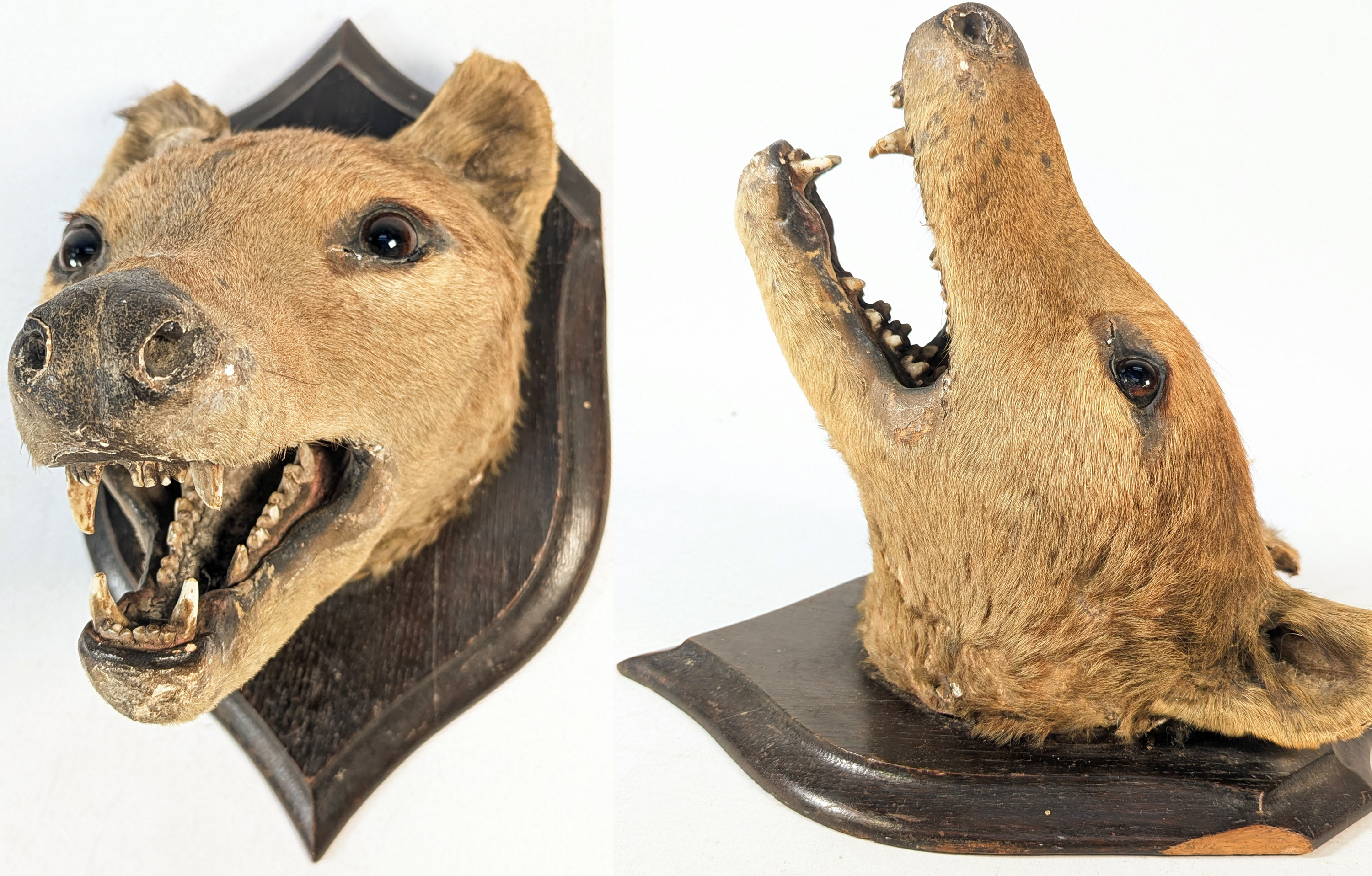 A side-by-side of two views of a thylacine head mounted on a wooden board.
