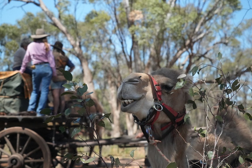 A camel in the foreground, almost smiling with a wagon in the background
