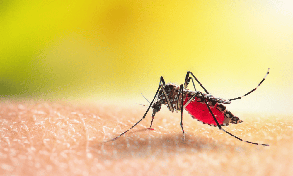 Dengue risk is rising in Australia, but travel is still where most cases start