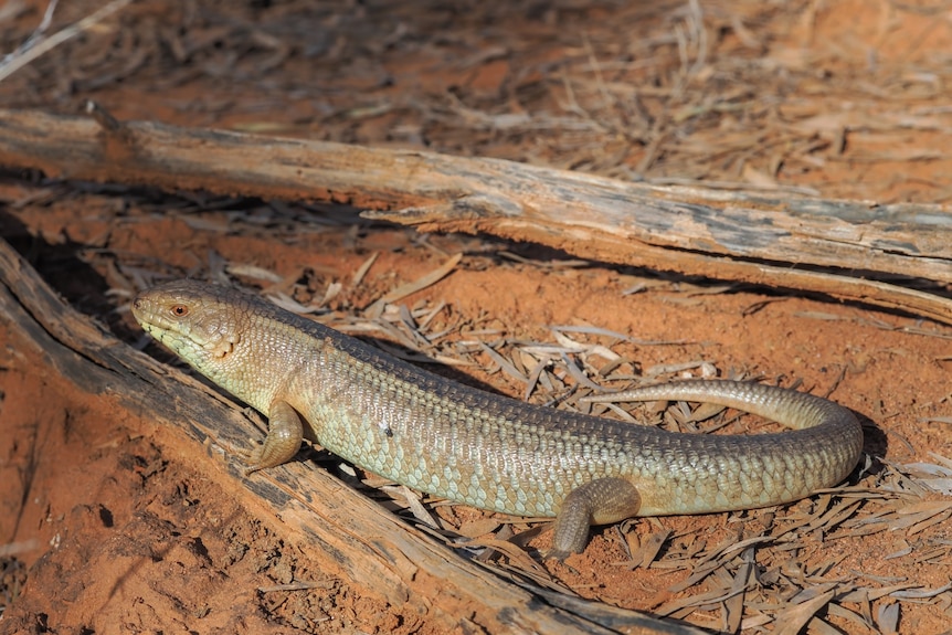 a skink stands on some red dirt and a tree root