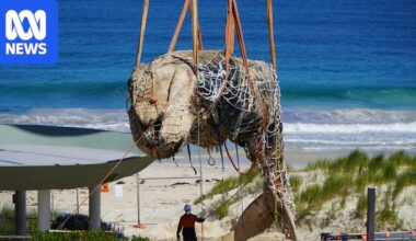 Whale carcass at City Beach removed after delays, sent for landfill burial