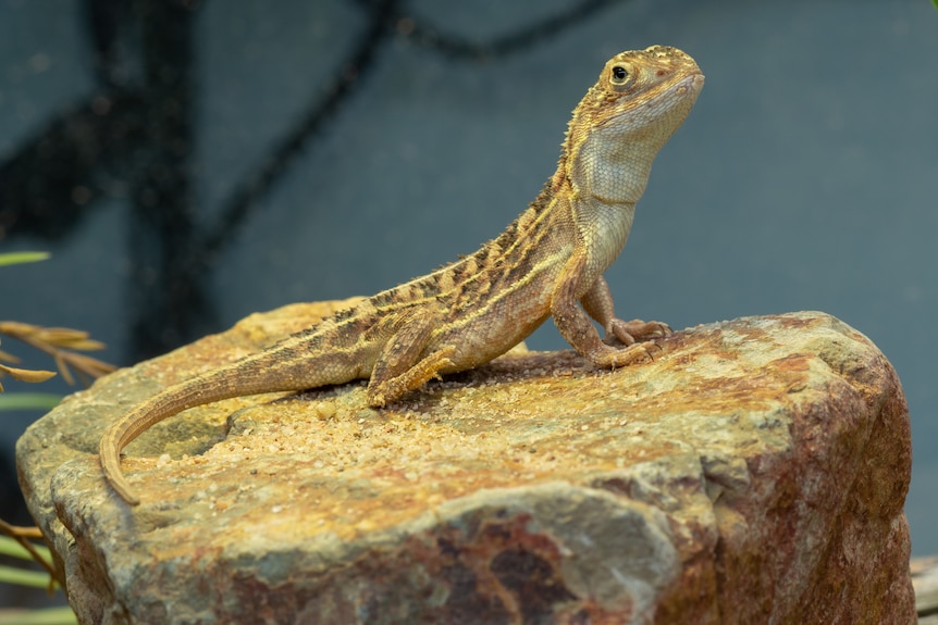 A grassland earless dragon arches its neck while perching on a rock.