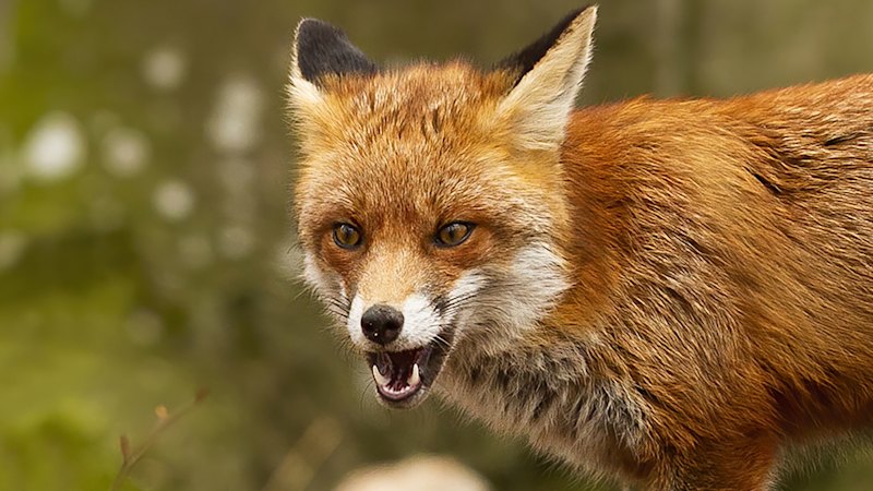 Fox control in Australia: How AI-powered bait stations and new technology could save native wildlife