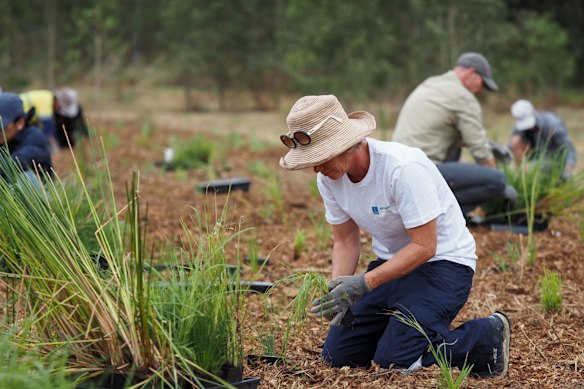 More than 150,000 native plants were planted in the wetlands.