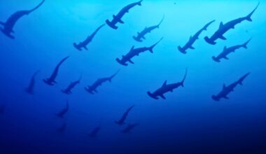 Hammerhead sharks, Mikomoto Island, Japan