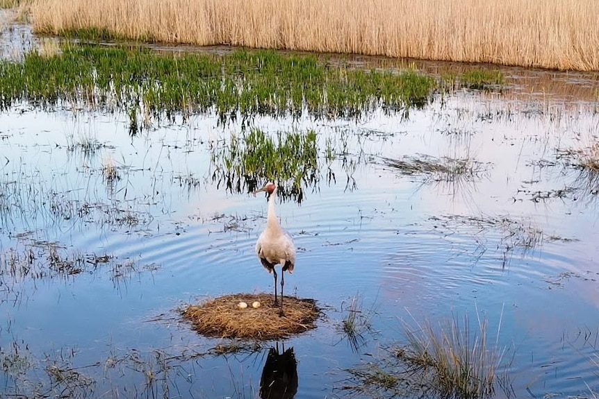 A tall, white brolga bird stands on its nest, containing two eggs, in a swamp.