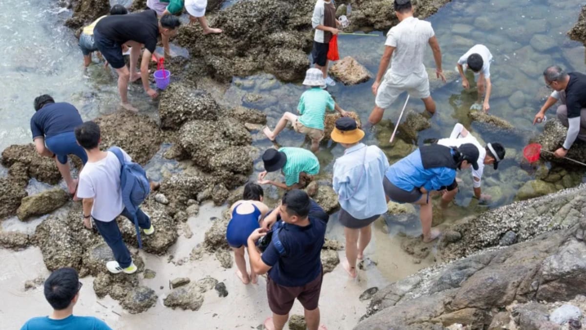 Greenpeace catches Hong Kong geopark ‘golden week’ visitors damaging marine life