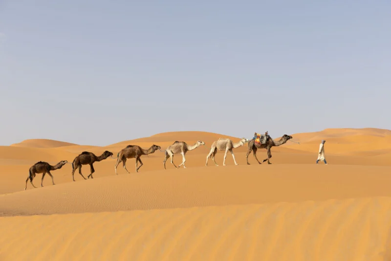 A person in traditional clothing leads a line of five camels across a vast, sandy desert landscape.