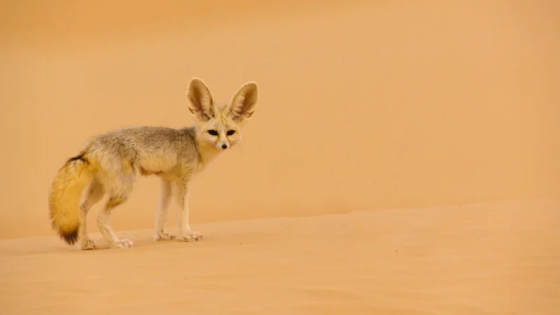 A pale fennec fox with large ears stands on a sand dune against a solid tan background.