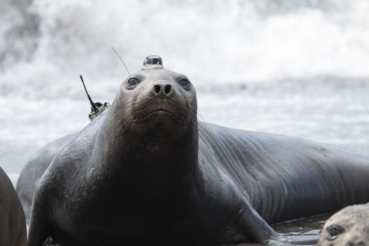 Southern elephant seal with acoustic tag