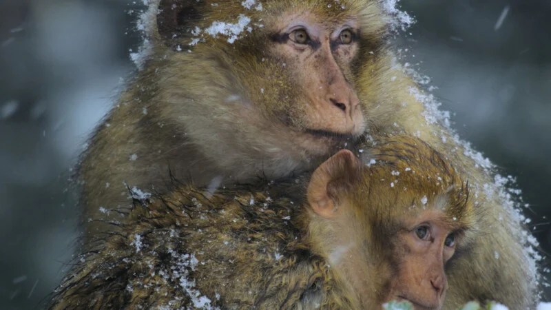 Two Barbary macaques huddle together in the snow, with snowflakes visible on their fur.