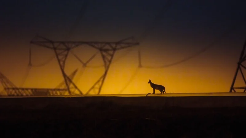 A silhouette of a small wild cat stands on a concrete ledge against a glowing orange sunset and large electrical pylons.