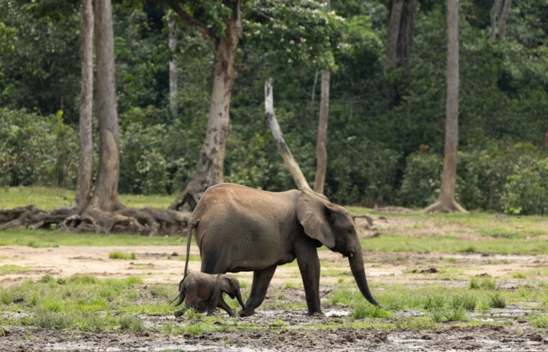 An adult elephant walks across a muddy, grassy field alongside a small calf, with a dense forest in the background.