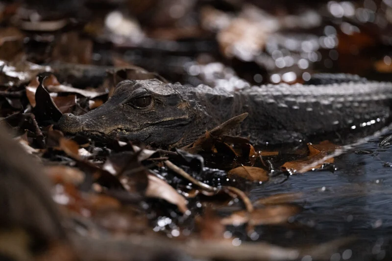 A small caiman rests partially submerged in dark water surrounded by fallen brown leaves.