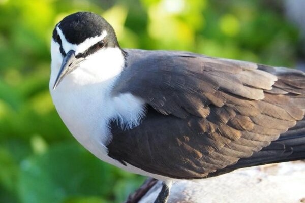 A black, grey and white bird.
