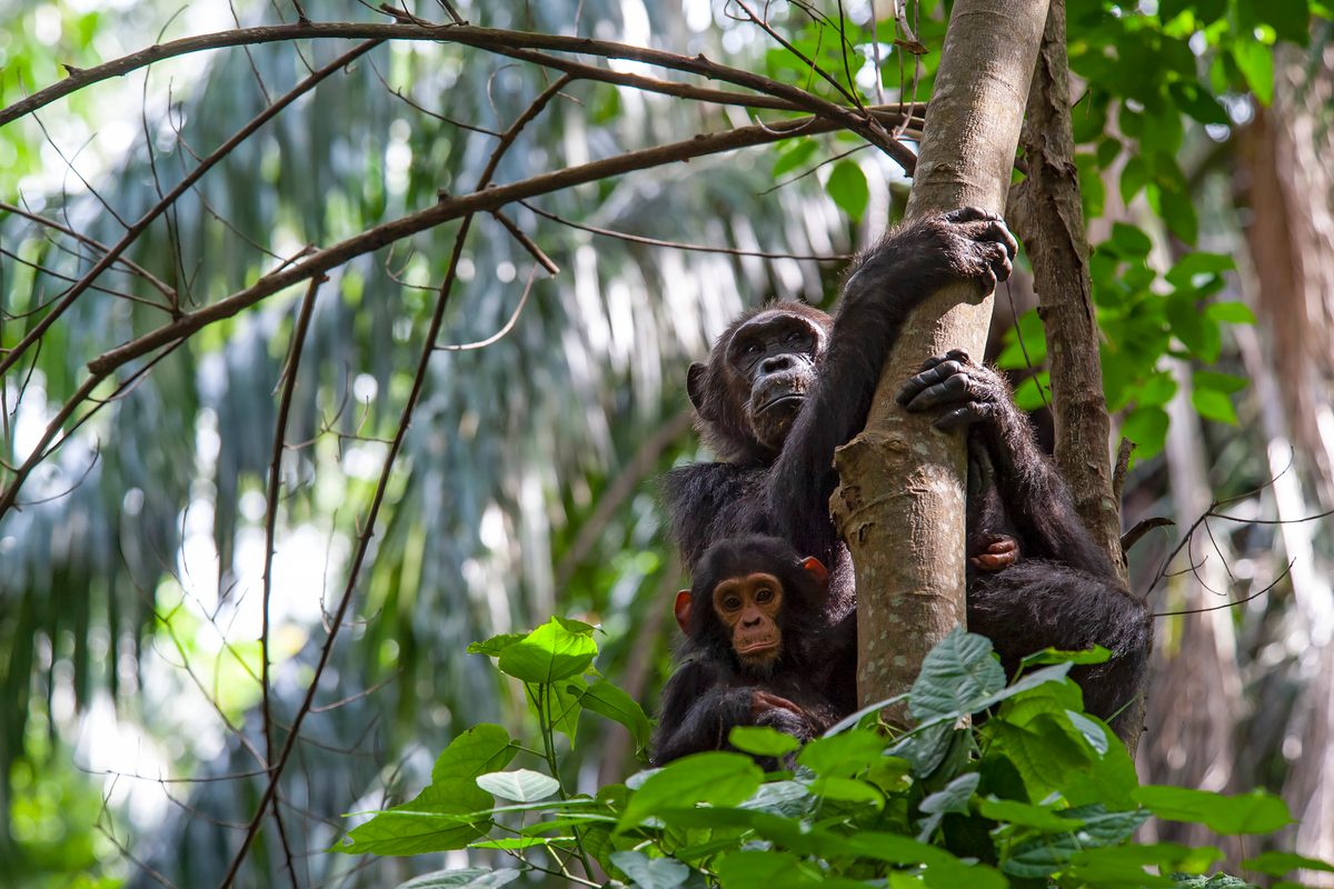 A female Chimpanzee (Pan troglodytes) and her baby sitting on a tree. SHOT IN WILDLIFE in Gombe Stream National Park in Western Tanzania.
