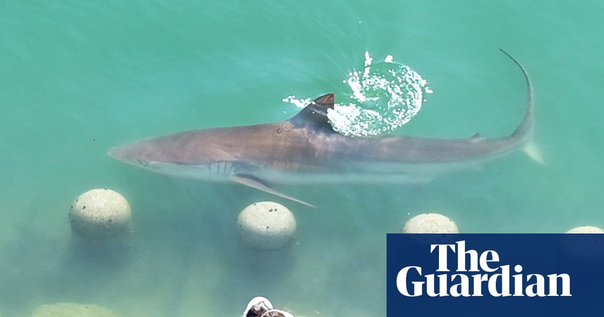 Large shark stuck in South Korean city canal draws 600,000 visitors | South Korea
