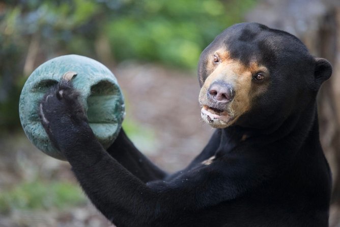 Jamran was rescued from a pole outside a restaurant in Cambodia and brought to Perth Zoo.
