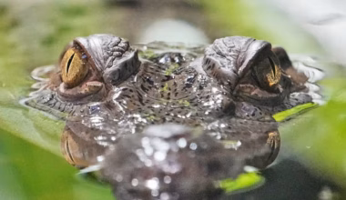 Kids News: New research explores how crocodiles survived the mass extinction event that wiped out dinosaurs