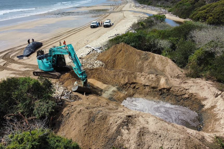 Aerial shot showing a beach a whale and a machine digging a hole
