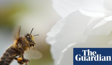 ‘Crucial opportunity to act’ as study finds most of Europe’s wild bee species in decline | Cop17 biodiversity summit