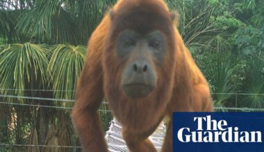 Animals crossing: the simple solution to stop roadkill in the Amazon | Conservation