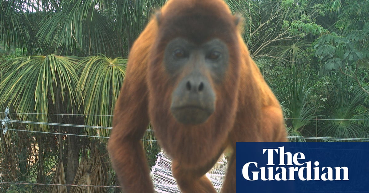Animals crossing: the simple solution to stop roadkill in the Amazon | Conservation