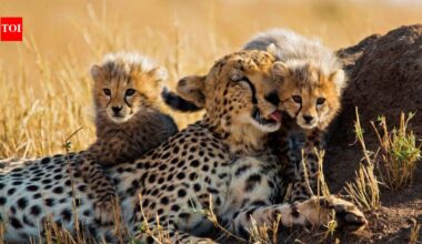 Meet Kuno National Park’s newest little stars: India-born cheetah KGP12 gives birth to 4 cubs; “truly historic and joyous moment for Project Cheetah”