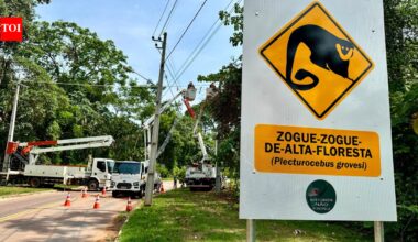 Eight rope bridges over an Amazon road recorded 15,000 wildlife crossings in Brazil; not a single roadkill was recorded | World News