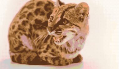 A tiny cat in Bolivia is changing what scientists know about wild cats